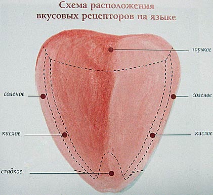 Органолептическая оценка сыра
