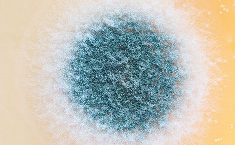 Опасна ли плесень?