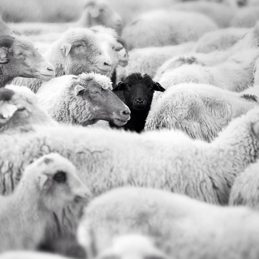 Овцы, не такие простые...