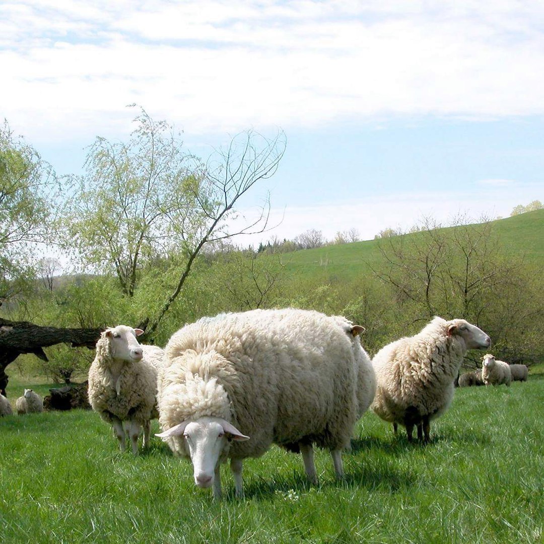 Сырный факт об овечьем молоке