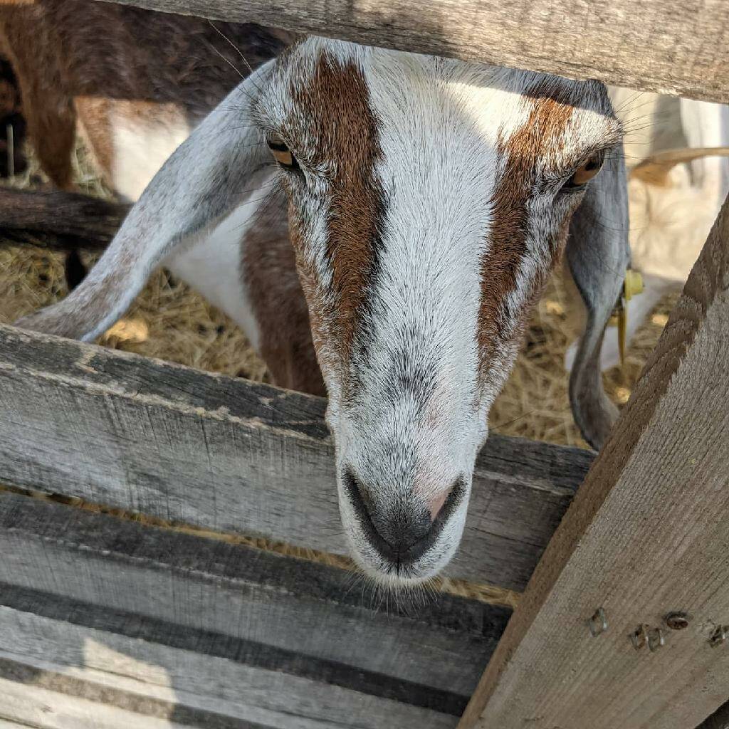 Сырный сомелье продолжает путешествовать по фермам в поисках интересных сыров