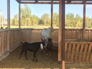 козочки в стойле