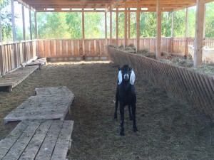 нубийская козочка