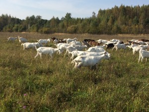 козы пасутся