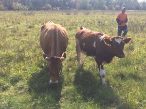 в хозяйстве есть 3 коровы