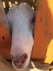 любопытнй козий нос