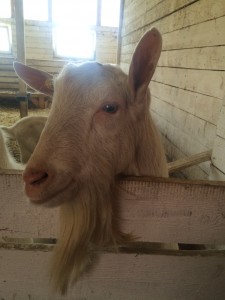 козел - бородач