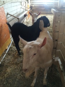 красавец нубиец на заднем фоне