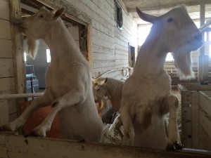 племенные козлы