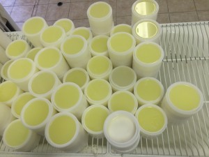 будущие камамберчики